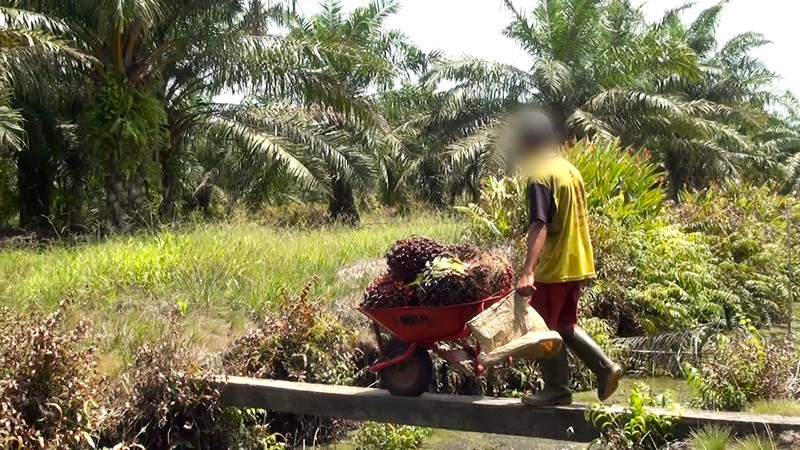 Un niño lleva una carretilla llena de pesados racimos por un estrecho puente en una plantación de Sumatra Septentrional que fue investigada; no se...
