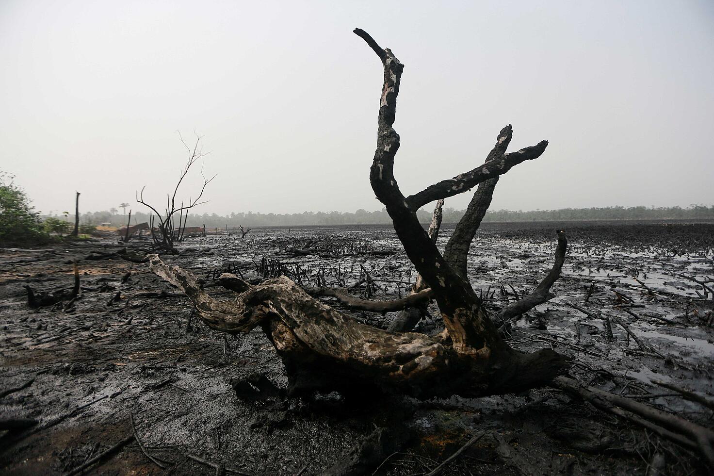 Un árbol muerto se ve en una zona de manglares contaminados del campamento de Bakana ii en la zona del delta del Níger