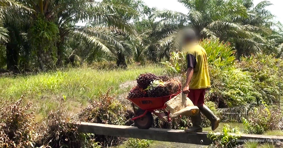 Niño transportando una carretilla llena de racimos de fruta de palma sobre un puente estrecho