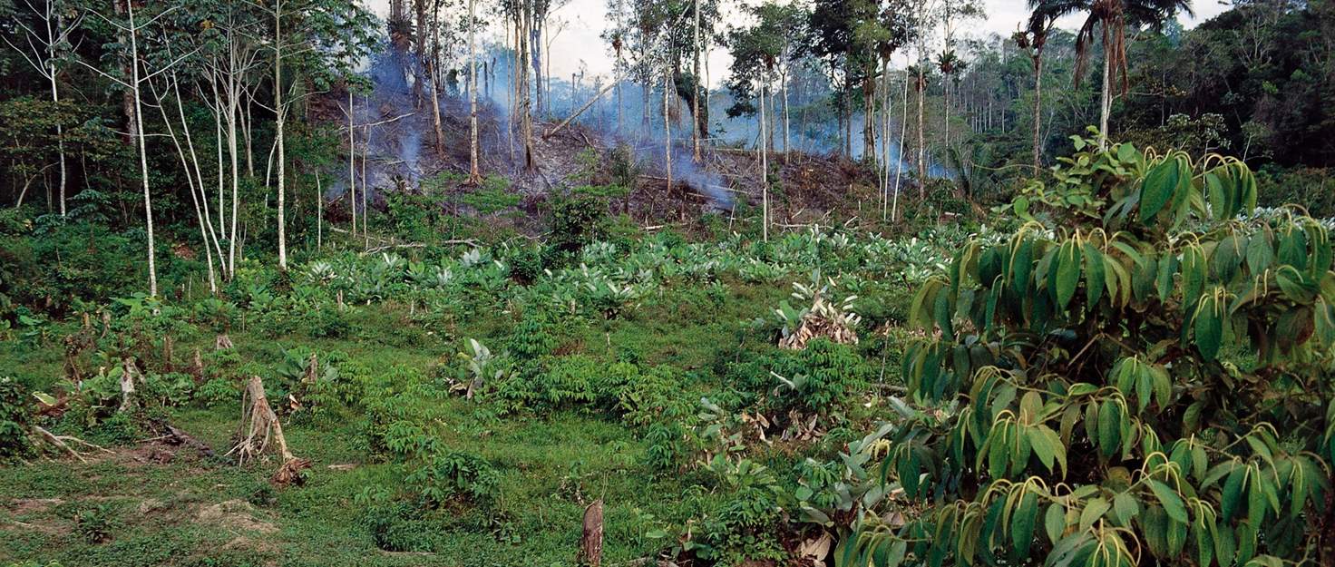 Imagen de la Amazonía 