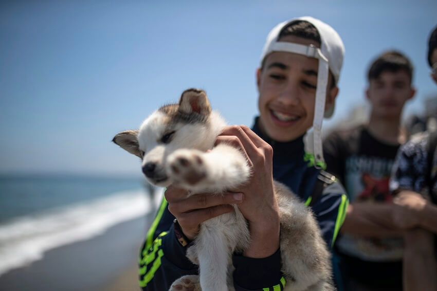 Un niño lleva a su perro husky mientras espera para cruzar a Ceuta, en la ciudad norteña marroquí de Fnideq, cerca de la frontera de Marruecos y España, el martes 18 de mayo de 2021. 