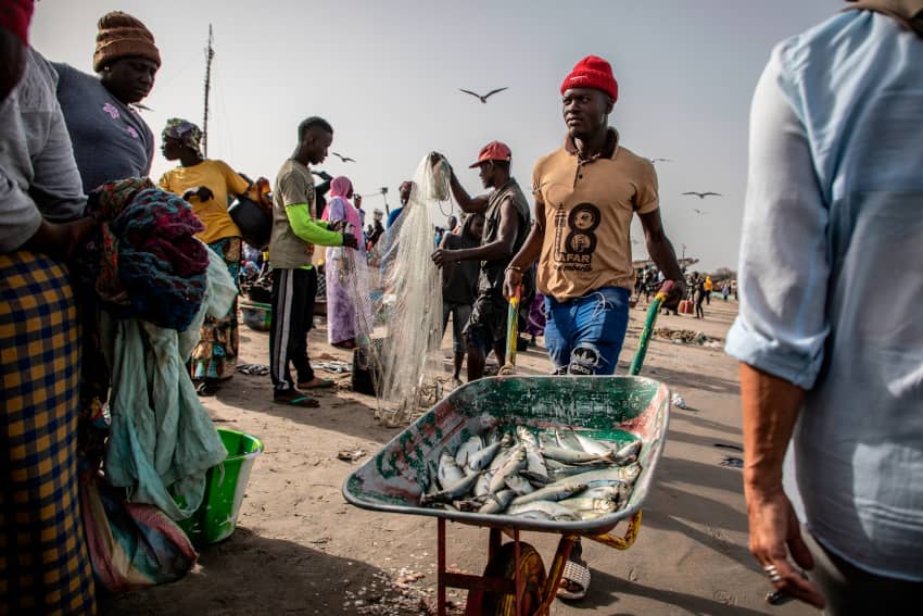 Un hombre lleva pescado en una carretilla. La sobrepesca en Gambia está destruyendo el medio ambiente