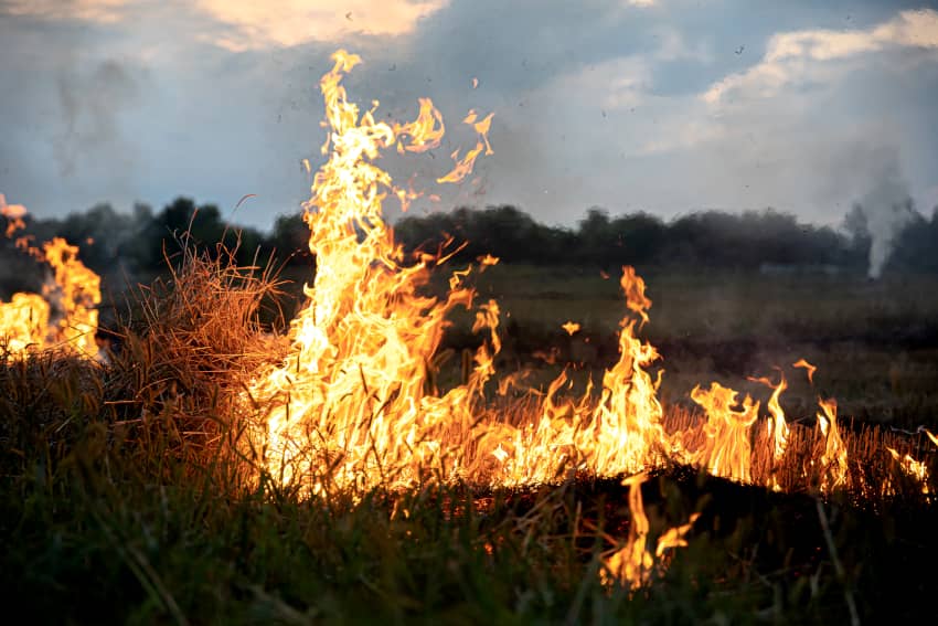 Llamas de incendio forestal avanzando sobre pasto seco